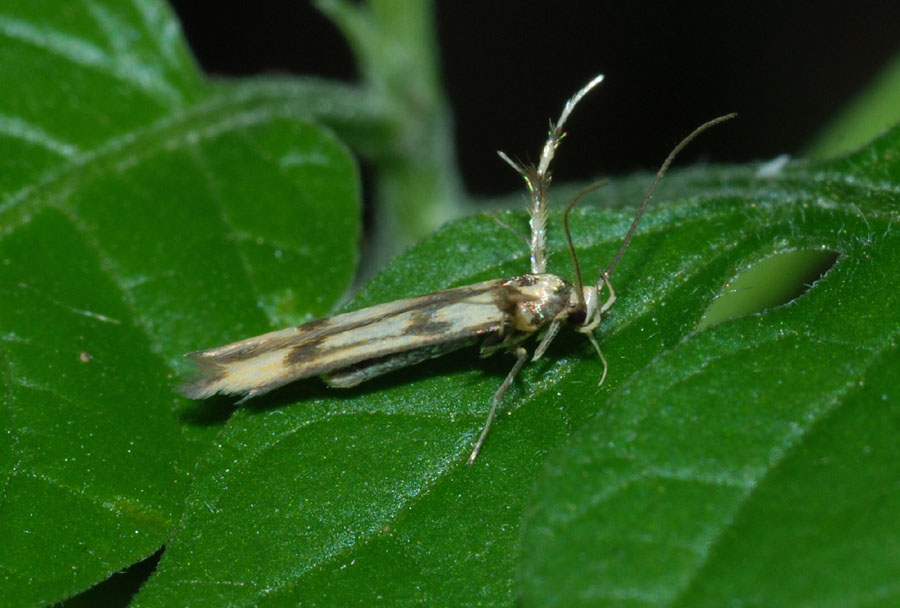 Stathmopoda pedella